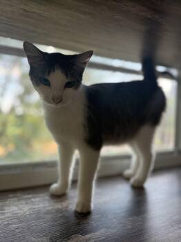 Stormy -  Domestic Short Hair Cat for Adoption in Royalton, Illinois - Stormy | PetCurious