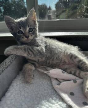 Jupiter -  Domestic Short Hair Cat for Adoption in Vancouver, Washington - Jupiter | PetCurious
