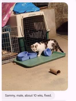 Domestic Short Hair Cats Available for Adoption - Sammy | PetCurious