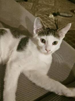 Vincent Van Gogh -  Domestic Short Hair Cat for Adoption in Schertz, Texas - Vincent Van Gogh | PetCurious