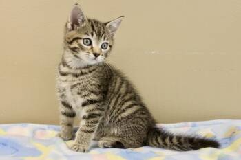 VICTOR -  Domestic Short Hair and Tabby Cat Available for Adoption in Brazil, Indiana - VICTOR | PetCurious