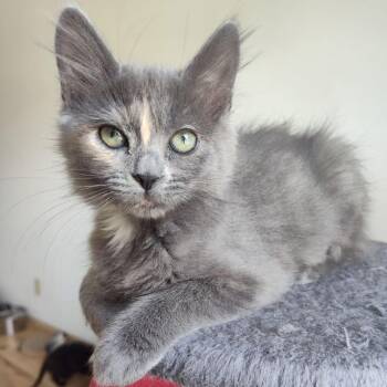 Chickpea -  Domestic Medium Hair Cat for Adoption in Bountiful, Utah - Chickpea | PetCurious