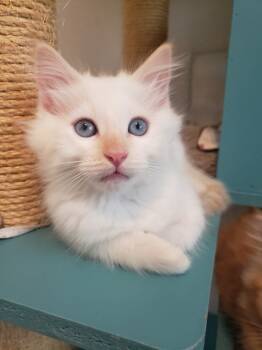 Rescue Ragdoll and Siamese Cats for Adoption in Austin, Texas - Termite | PetCurious