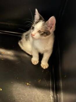 Domestic Short Hair Cats Available for Adoption in Palmetto, Florida - A136628 | PetCurious