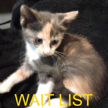 Nephel -  Domestic Short Hair Cat for Adoption in Livingston, Texas - Nephel | PetCurious