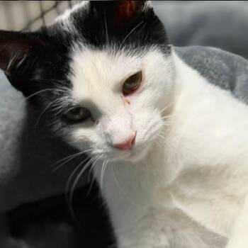 Jane Martinez -  Domestic Short Hair Cat for Adoption in Merrifield, Virginia - Jane Martinez | PetCurious