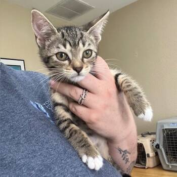 Rescue Domestic Short Hair Cats for Adoption in Lake Panasoffkee, Florida - DiDi | PetCurious