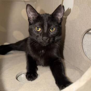 Hawk -  Domestic Short Hair and Tabby Cat for Adoption in Rochester Hills, Michigan - Hawk | PetCurious