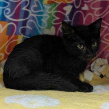 Manny -  Domestic Short Hair Cat for Adoption - Manny | PetCurious