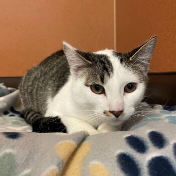 Domestic Short Hair Cats Available for Adoption in Rochester, Minnesota - Marty | PetCurious