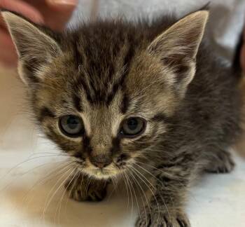 TYRA -  Domestic Short Hair Cat for Adoption in Elizabethton, Tennessee - TYRA | PetCurious