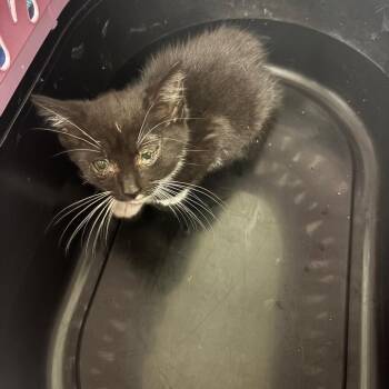 Tuxy -  Domestic Medium Hair Cat for Adoption in Charleston, West Virginia - Tuxy | PetCurious