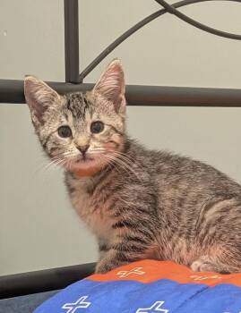 Georgie -  Domestic Short Hair Cat for Adoption in Homer Glen, Illinois - Georgie | PetCurious