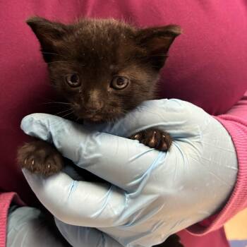 Shelly -  Domestic Short Hair Cat for Adoption in Newark, New Jersey - Shelly | PetCurious