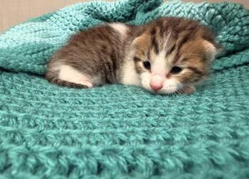 Domestic Short Hair Cats Available for Adoption in Batesville, Arkansas - Gizmo | PetCurious