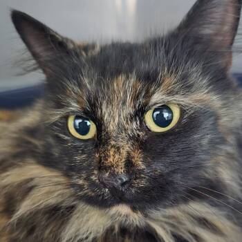 Rescue Domestic Long Hair Cats for Adoption in Wappingers Falls, New York - Mountain Girl | PetCurious