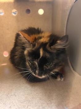 Domestic Short Hair Cats Available for Adoption in Douglasville, Georgia - PJ | PetCurious