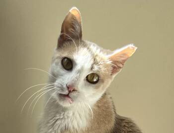 Domestic Short Hair Cats Available for Adoption - CJ | PetCurious