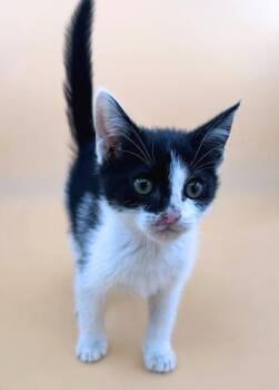 Sydney -  Domestic Short Hair Cat for Adoption in Dahlonega, Georgia - Sydney | PetCurious