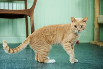 Pretty Boy -  Domestic Short Hair Cat for Adoption in Chester Springs, Pennsylvania - Pretty Boy | PetCurious