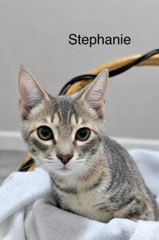 Stephanie Kitten Female The Goonies Litter -  Domestic Short Hair Cat for Adoption in Monroe, North Carolina - Stephanie Kitten Female The Goonies Litter | PetCurious