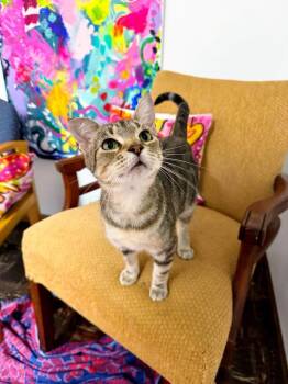 Moonstone -  Domestic Short Hair Cat for Adoption in Effingham, Illinois - Moonstone | PetCurious