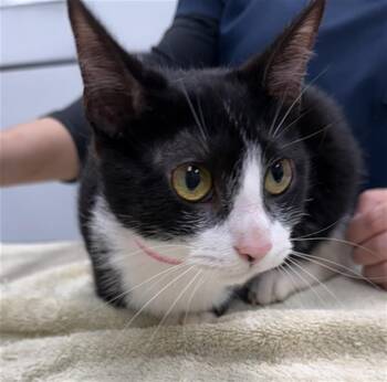 IVY -  Domestic Short Hair Cat for Adoption in Peoria, Illinois - IVY | PetCurious