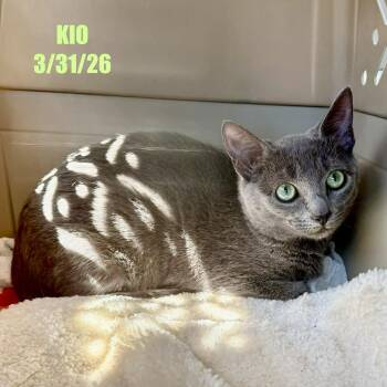Domestic Short Hair Cats Available for Adoption in Berlin, Maryland - Kio/Trixie | PetCurious