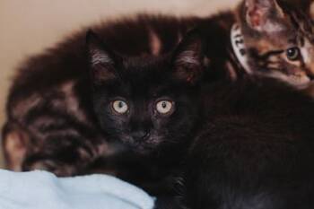 Domestic Short Hair Cats Available for Adoption in North Charleston, South Carolina - 91674a Rip- PetSmart Mt Pleasant | PetCurious