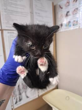 Eeyore -  Domestic Short Hair Cat for Adoption in Fayetteville, Tennessee - Eeyore | PetCurious