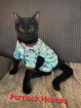 Purrlock Holmes -  Domestic Short Hair Cat for Adoption in Rome, Georgia - Purrlock Holmes | PetCurious