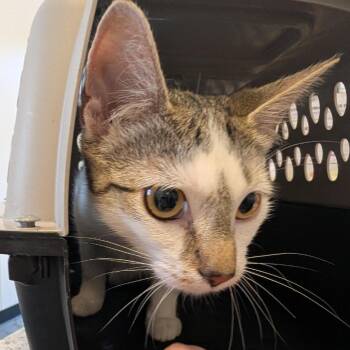 Mello -  Domestic Short Hair Cat for Adoption in Clearwater, Florida - Mello | PetCurious