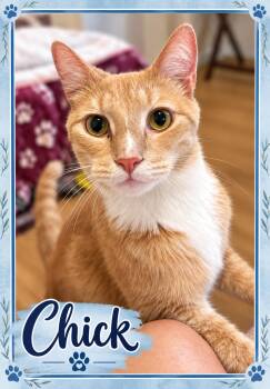 Meet Chick-Your Snuggle Buddy -  Tabby Cat for Adoption in Laurel, Maryland - Meet Chick-Your Snuggle Buddy | PetCurious