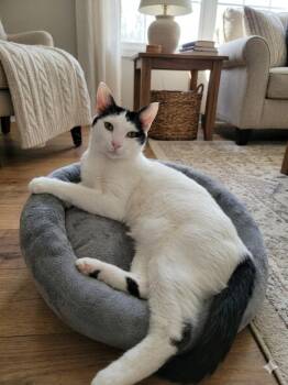 Domestic Short Hair Cats Available for Adoption - Charlie Bean (downey) | PetCurious