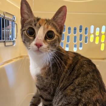 Mitzi -  Domestic Short Hair Cat for Adoption in Allentown, Pennsylvania - Mitzi | PetCurious