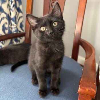 Lily -  Domestic Short Hair Cat for Adoption in Fairfax Station, Virginia - Lily | PetCurious