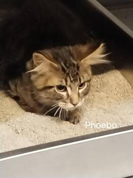 Philly -  Domestic Medium Hair and Tabby Cat for Adoption in St. George, Utah - Philly | PetCurious