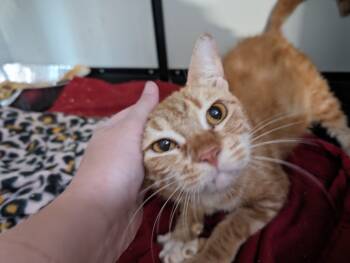 Rescue Domestic Short Hair Cats for Adoption in Cleburne, Texas - Madeline | PetCurious