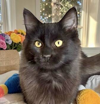 Domestic Medium Hair Cats Available for Adoption - Bartles - KITTEN | PetCurious