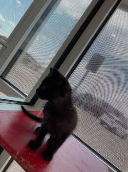 Prada -  Domestic Short Hair Cat for Adoption in Hobbs, New Mexico - Prada | PetCurious