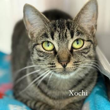 Rescue Domestic Short Hair Cats for Adoption in Cumming, Georgia - Xochi | PetCurious