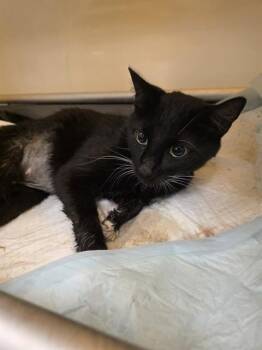 Domestic Short Hair Cats Available for Adoption - RAYLEE | PetCurious