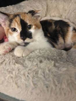 Elsie -  Domestic Short Hair Cat for Adoption in Champaign, Illinois - Elsie | PetCurious