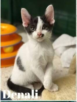 Rescue Domestic Short Hair Cats for Adoption in Mission Viejo, California - Denali | PetCurious