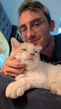 Rescue Domestic Short Hair Cats for Adoption in Miami Beach, Florida - Amore | PetCurious