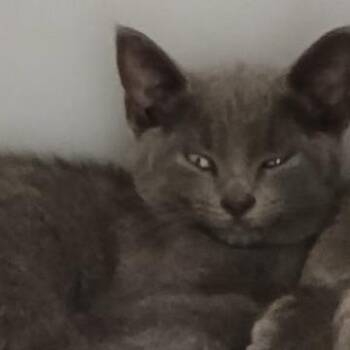 Rose -  Domestic Short Hair Cat for Adoption in West Palm Beach, Florida - Rose | PetCurious