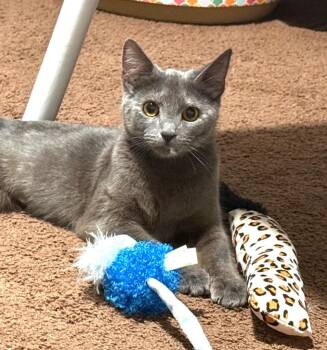 Nesta -  Domestic Short Hair Cat for Adoption in Hampton, Virginia - Nesta | PetCurious