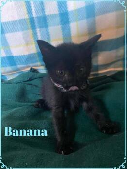 Banana -  Domestic Short Hair Cat for Adoption in Shawnee, Oklahoma - Banana | PetCurious