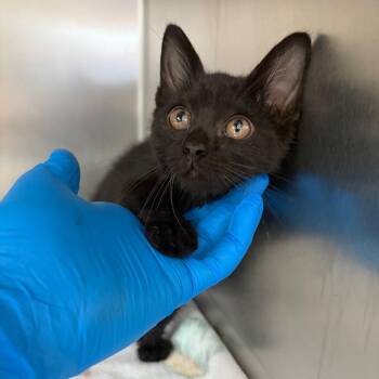 Electra -  Domestic Short Hair Cat for Adoption in Council Bluffs, Iowa - Electra | PetCurious