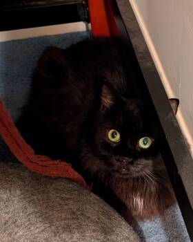 Rescue Domestic Long Hair and Domestic Short Hair Cats for Adoption - Indigo | PetCurious